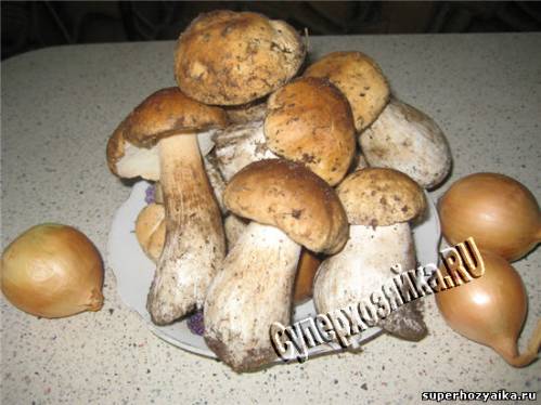  Белые грибы рецепты