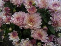 на фото красивая розовая хризантема