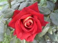 красивая красная роза - фотография