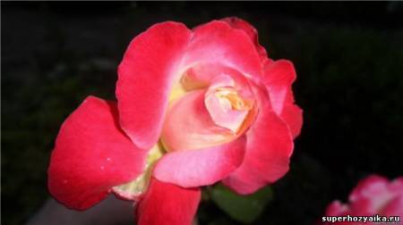 фотографии розы Арлекин